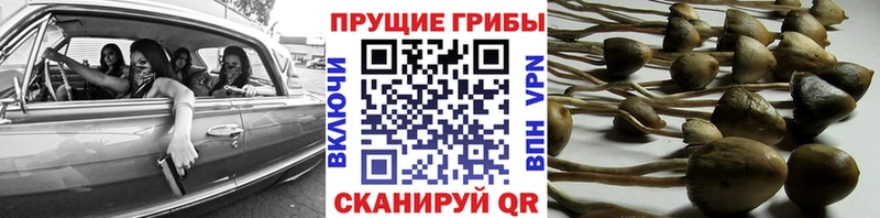 Галлюциногенные грибы прущие грибы  Купить где  Спас-Деменск 